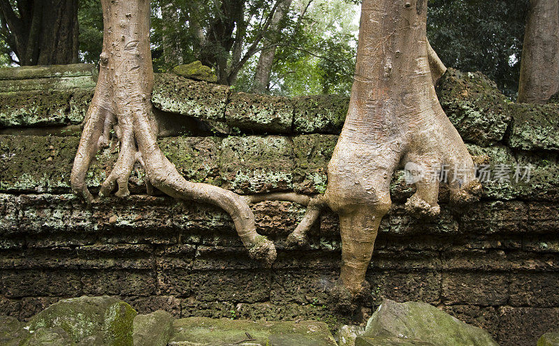 Ta Prohm:丛林神殿